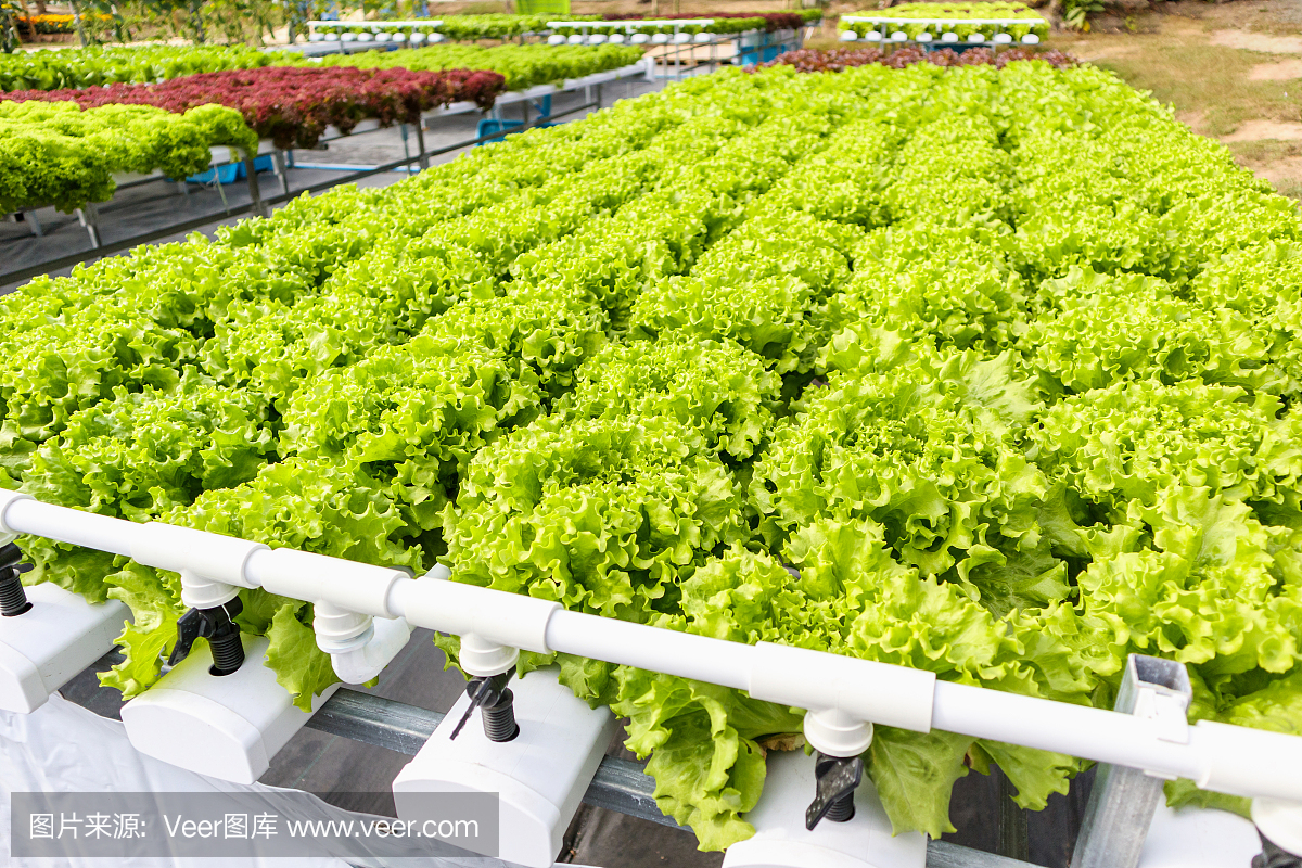 新鲜有机绿色橡木生菜沙拉植物水培蔬菜农场系统