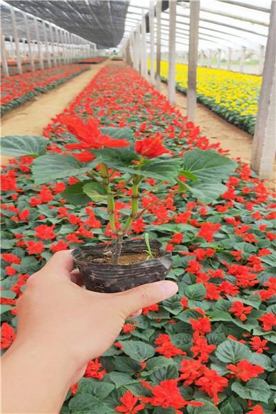 产品大全 >正文   青州市丰泽园艺是位于中国北方花卉生产,交易集散地