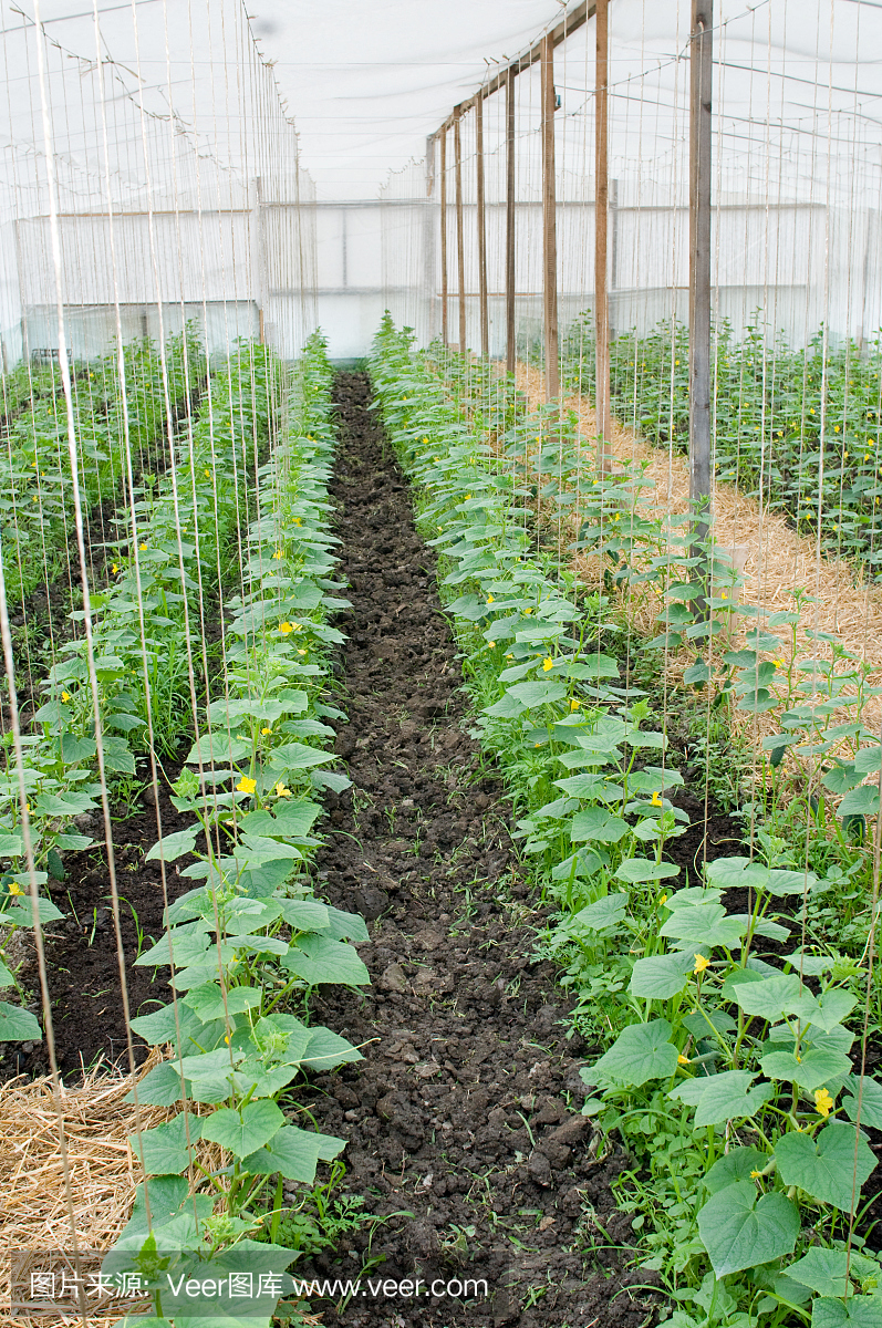 在温室里种植蔬菜