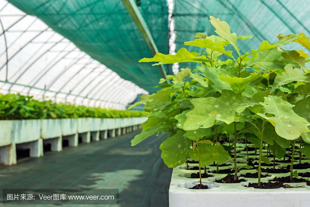 在温室中用于栽培种植材料的橡树苗和其他森林栽培物