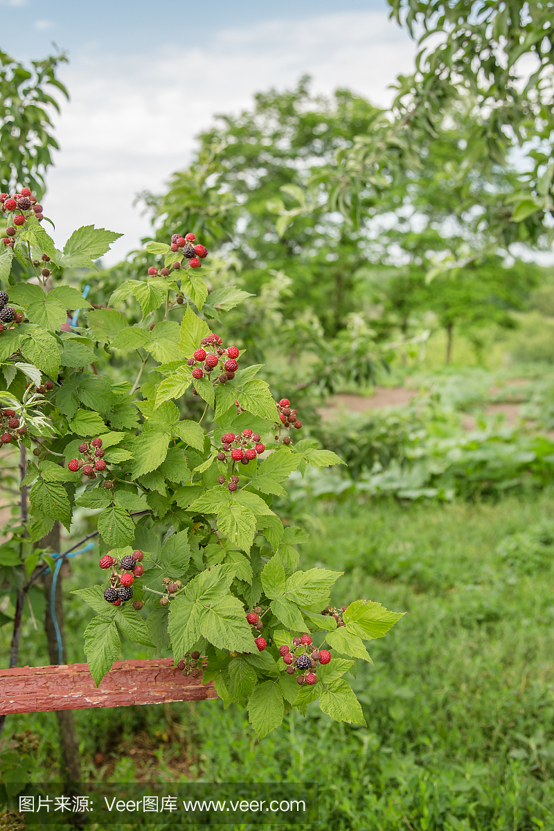 有机黑莓布什。种植有机浆果特写。